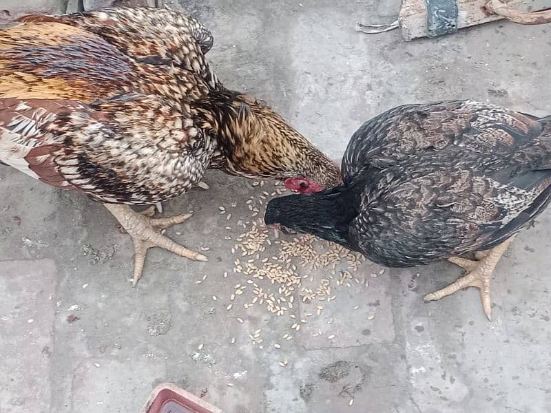 aseel pair for sale every thing ok murgi egg dynay wali ha 7