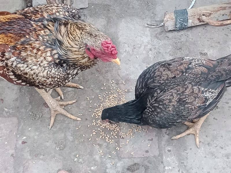 aseel pair for sale every thing ok murgi egg dynay wali ha 8