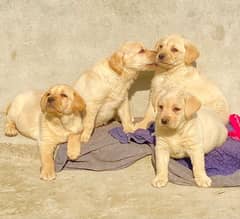 Labra Puppies | Labrador | Puppy | Dog For Sale | Puppies