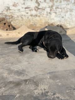 Labrador Male