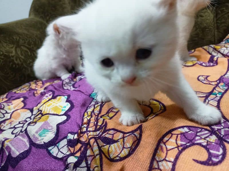 Persian kitten @ perisan kitten @ cat @ shinny eye @ blue eye @Siamese 7