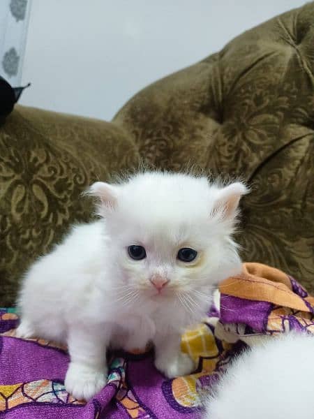 Persian kitten @ perisan kitten @ cat @ shinny eye @ blue eye @Siamese 10