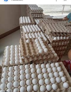 eggs available