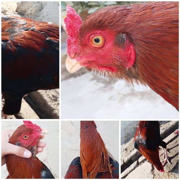 Aseel hen or murgah for sale price pr piece4500whatsapp  03231581923 1