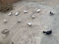 home pigeons