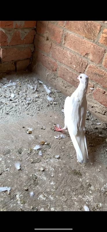 pigeons kabootar 1