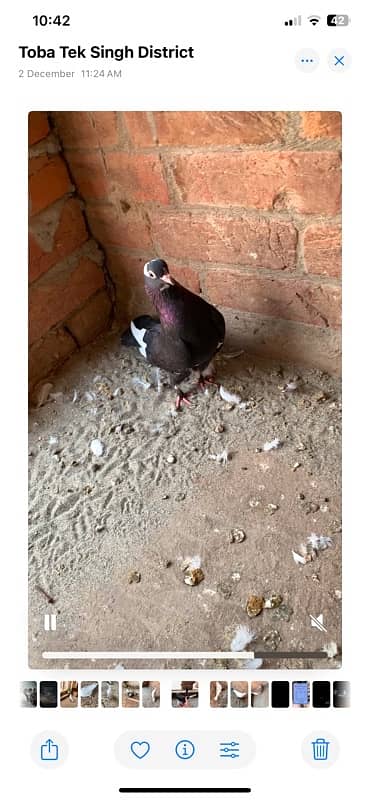 pigeons kabootar 5