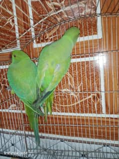 Ringneck parrot available