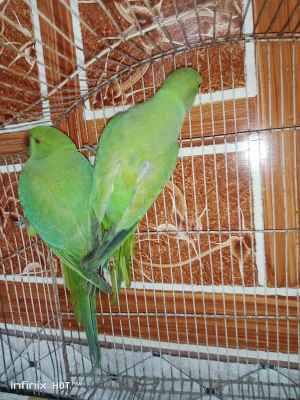 Ringneck parrot available 0