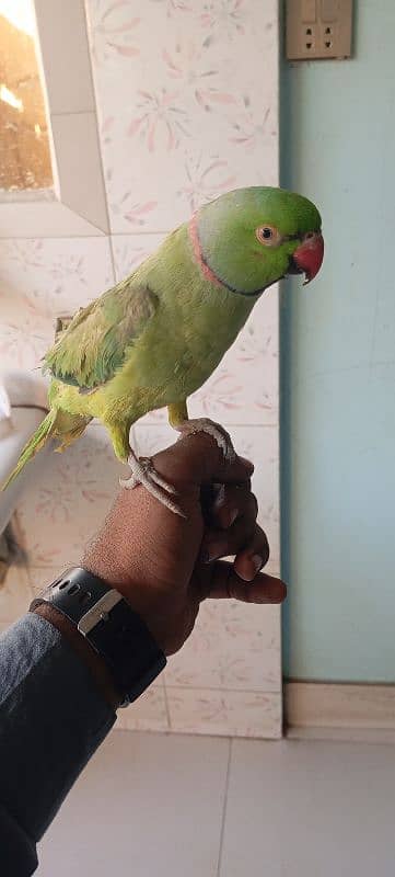 ringneck male bolne wala 0