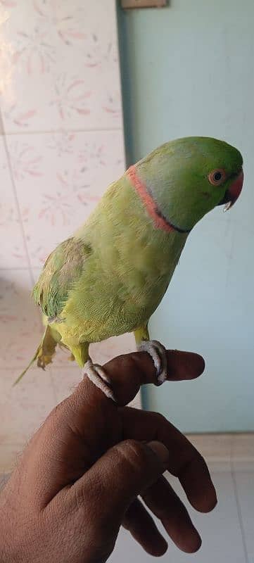 ringneck male bolne wala 1