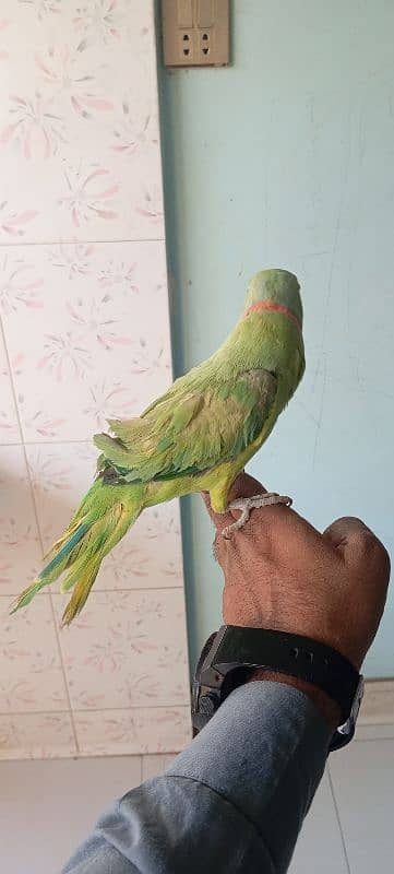 ringneck male bolne wala 2