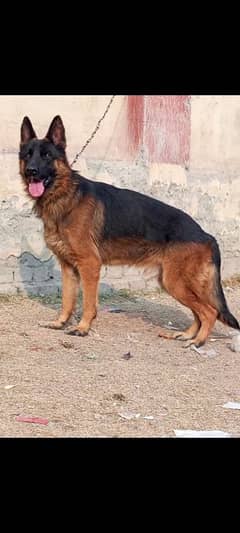 German shepherd stock coat male available for sale cargo all Pakistan