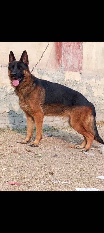 German shepherd stock coat male available for sale cargo all Pakistan 0