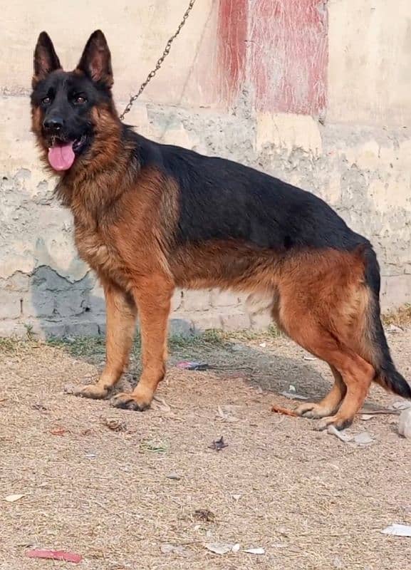 German shepherd stock coat male available for sale cargo all Pakistan 1