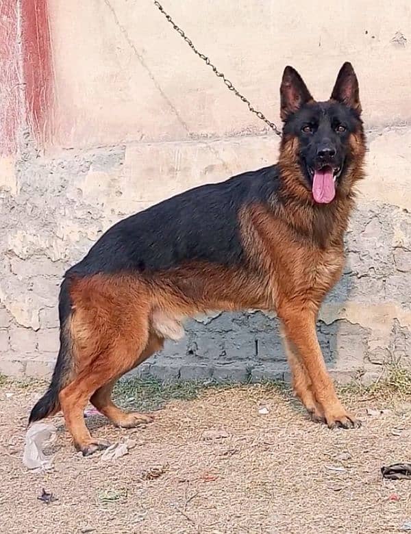 German shepherd stock coat male available for sale cargo all Pakistan 2