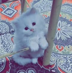 Persian kitten