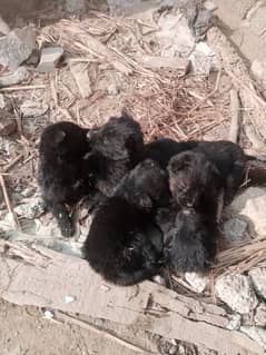 german shipperd babies for sale