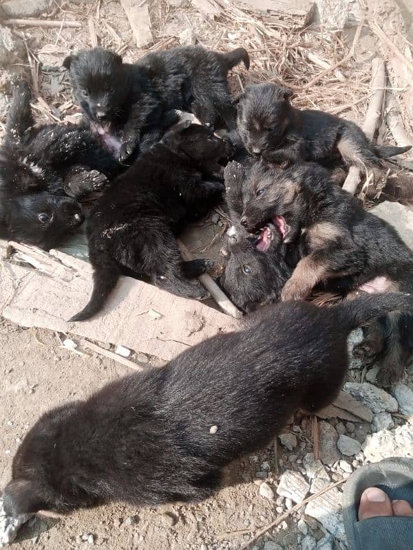 german shipperd babies for sale 1