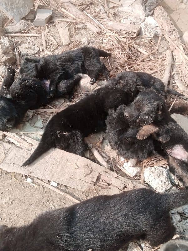 german shipperd babies for sale 2