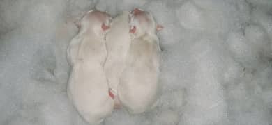 Russian puppies for sale