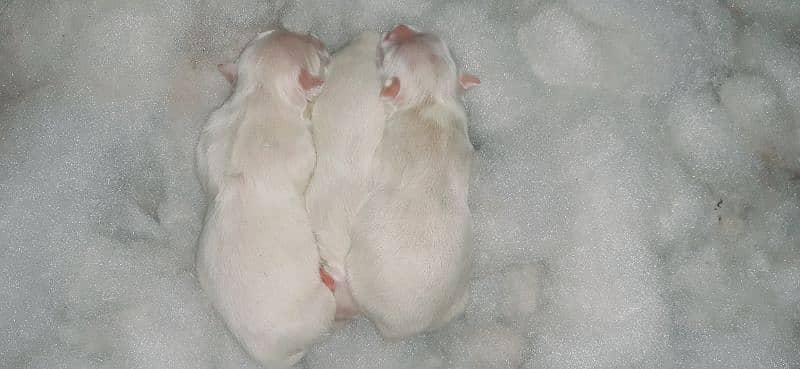 Russian puppies for sale 0