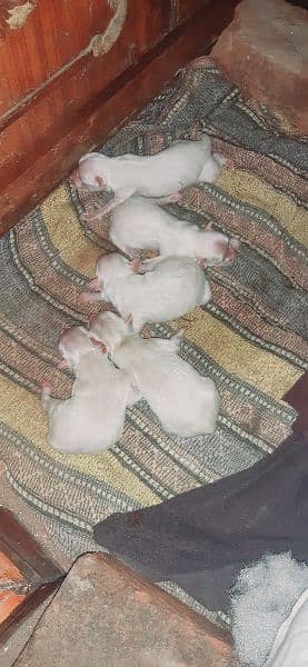 Russian puppies for sale 1