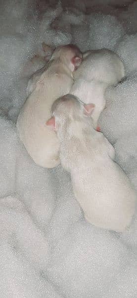 Russian puppies for sale 2