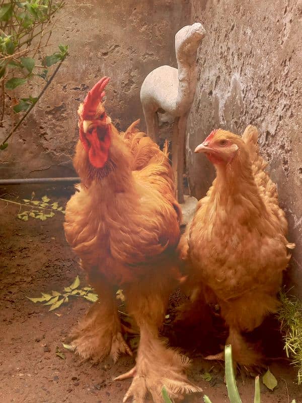 Pair ,Egg laying, Silkie price 8500 And golden buff price 6000 0