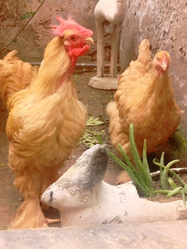 Pair ,Egg laying, Silkie price 8500 And golden buff price 6000 1