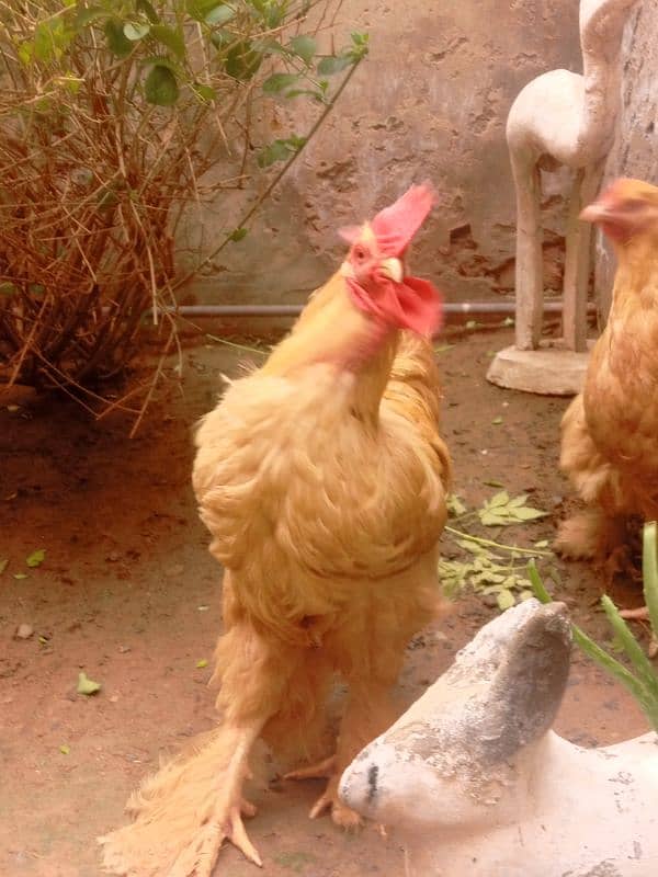 Pair ,Egg laying, Silkie price 8500 And golden buff price 6000 2