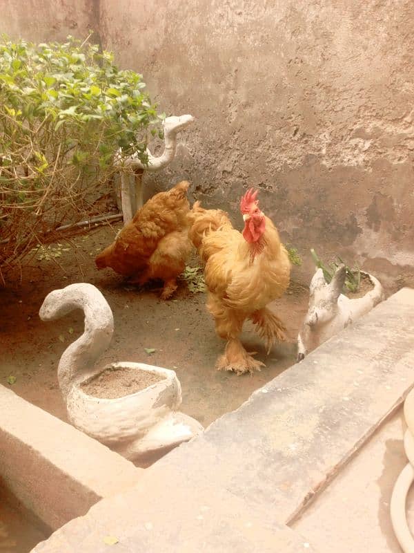 Pair ,Egg laying, Silkie price 8500 And golden buff price 6000 3