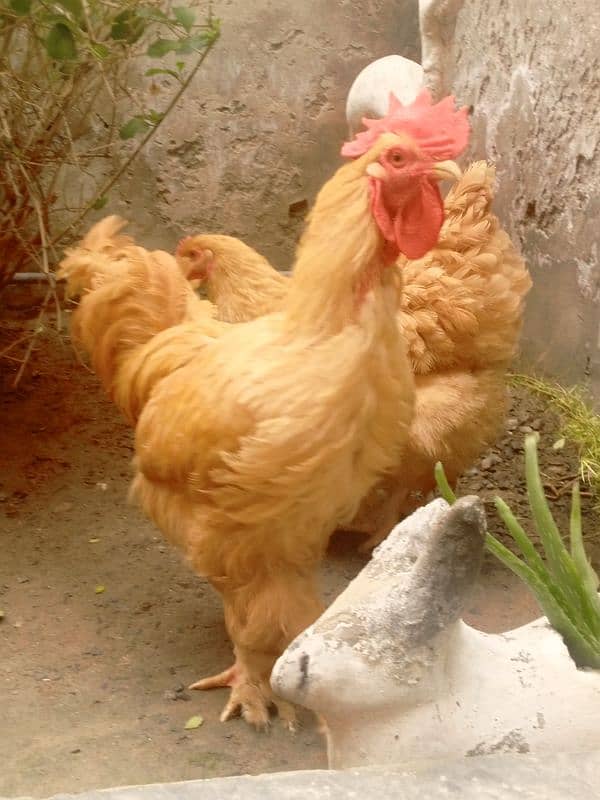 Pair ,Egg laying, Silkie price 8500 And golden buff price 6000 4