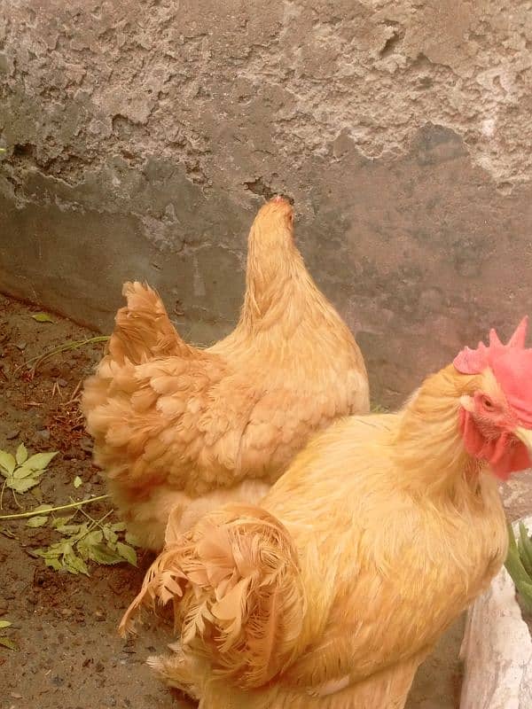 Pair ,Egg laying, Silkie price 8500 And golden buff price 6000 5