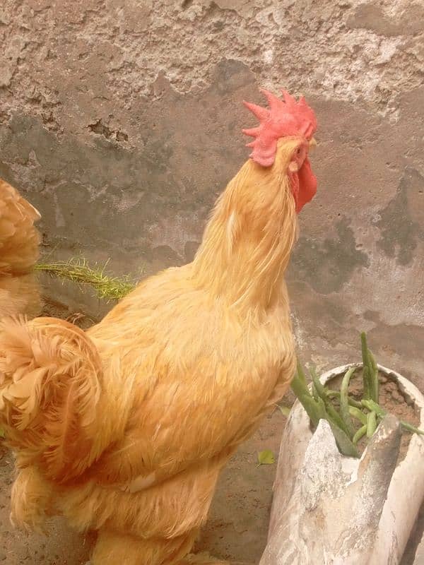 Pair ,Egg laying, Silkie price 8500 And golden buff price 6000 7