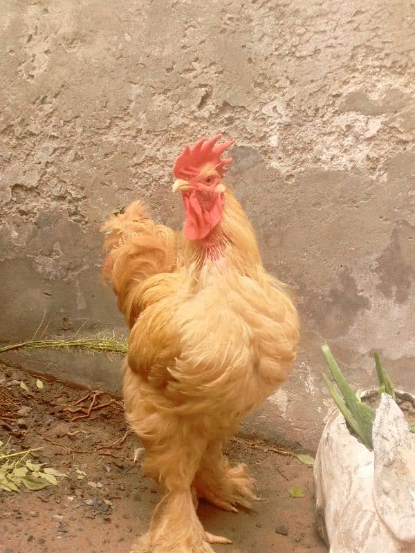 Pair ,Egg laying, Silkie price 8500 And golden buff price 6000 9