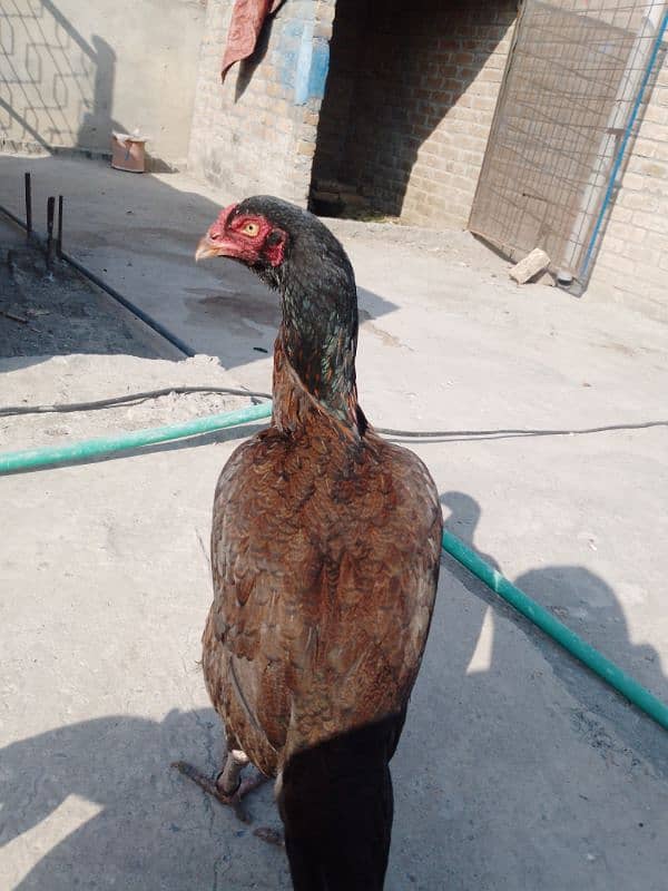 Pure Sindhi aseel java madi double hadi . . for sale 0