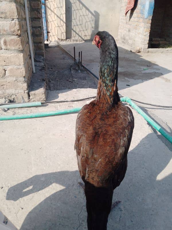 Pure Sindhi aseel java madi double hadi . . for sale 1