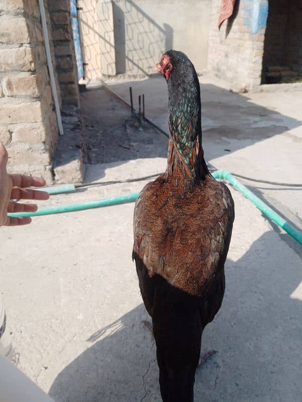 Pure Sindhi aseel java madi double hadi . . for sale 3