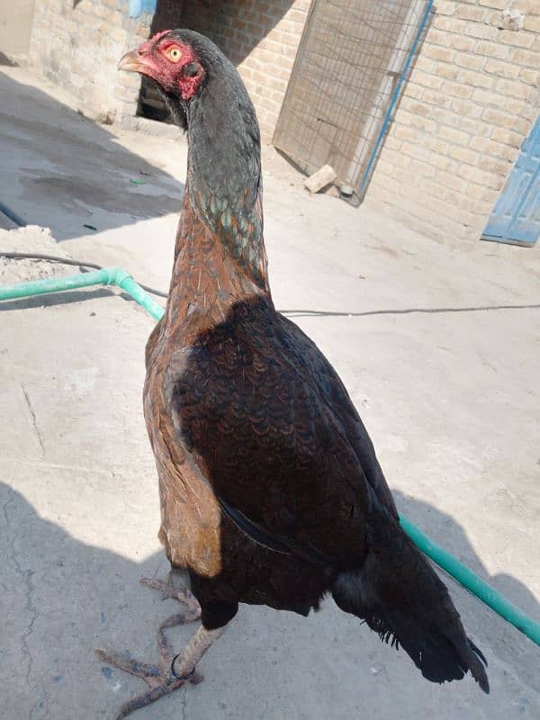 Pure Sindhi aseel java madi double hadi . . for sale 5