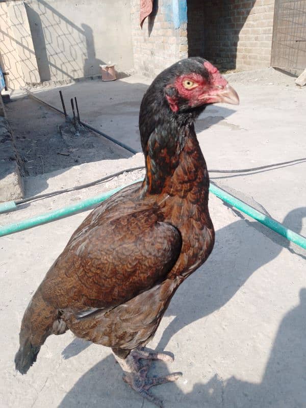 Pure Sindhi aseel java madi double hadi . . for sale 10