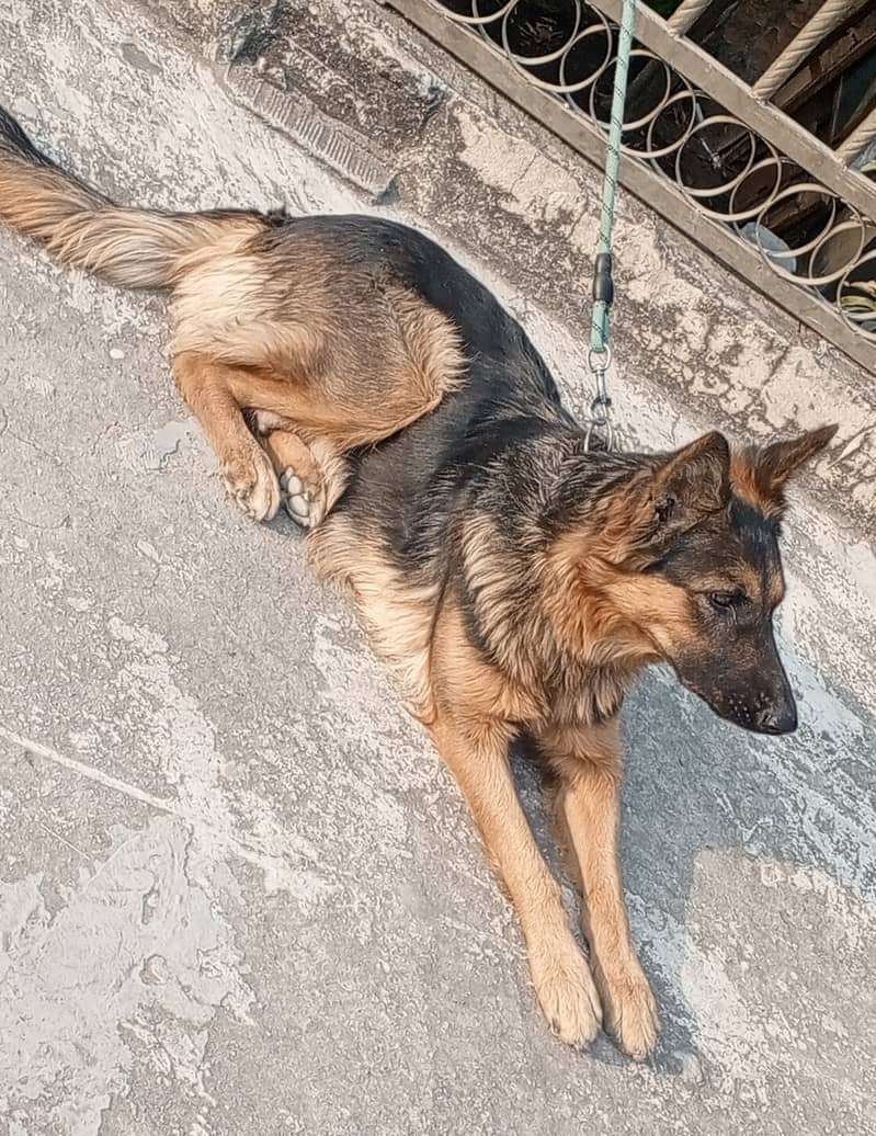 German shepherd Female dog for sale 0