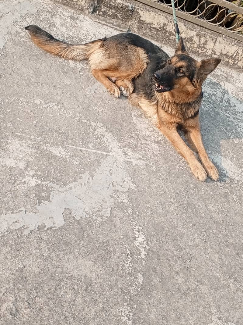 German shepherd Female dog for sale 1