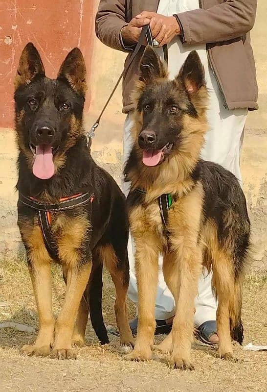 alsheision bhagyary pior age 7 month sequrty dogs 0