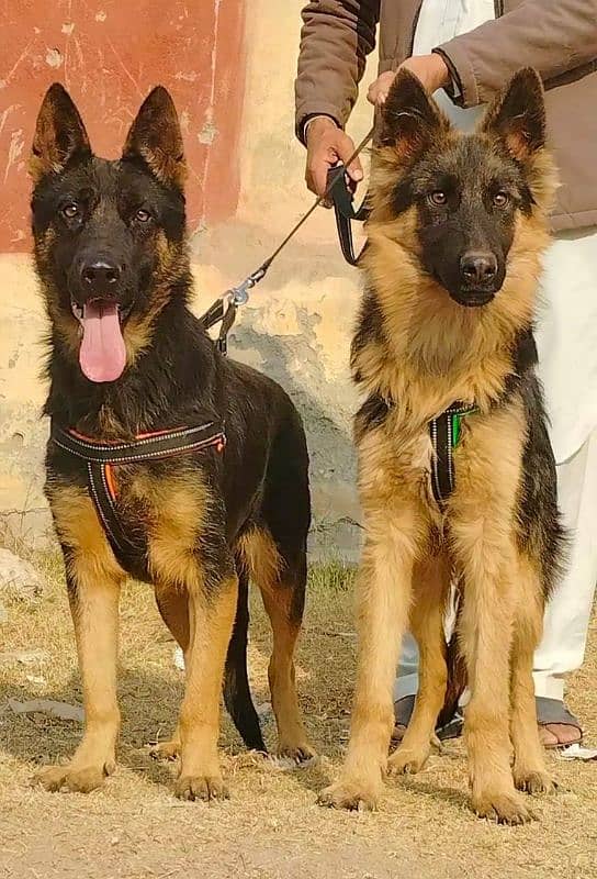 alsheision bhagyary pior age 7 month sequrty dogs 2