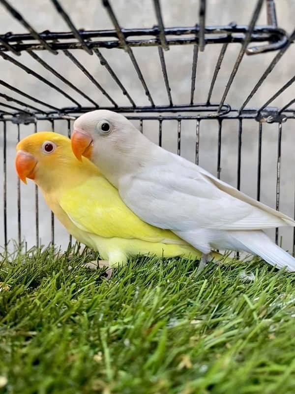 Love birds 4