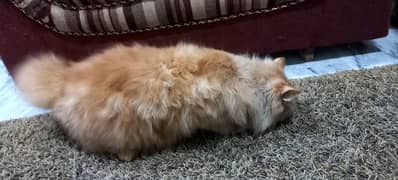 Persian Pure Breed Cat FOR Sale