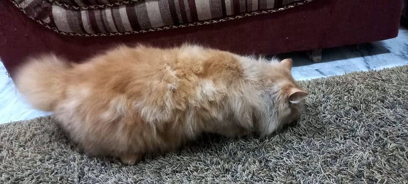 Persian Pure Breed Cat FOR Sale 0