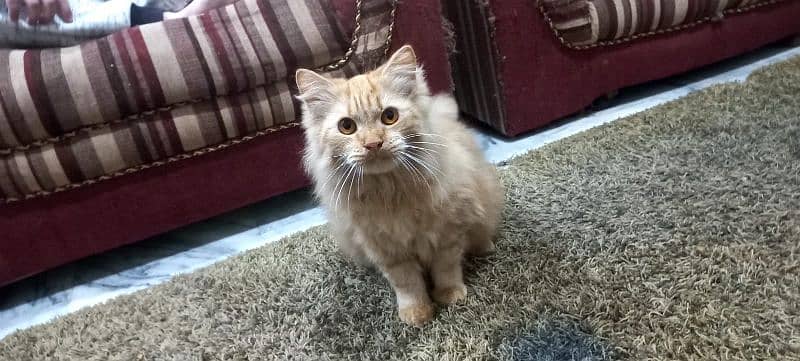 Persian Pure Breed Cat FOR Sale 1