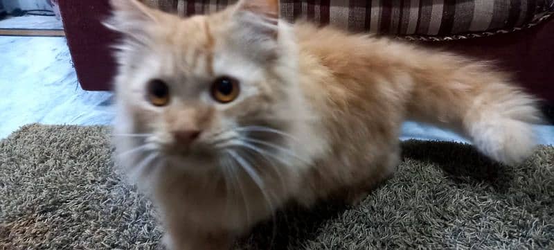 Persian Pure Breed Cat FOR Sale 2